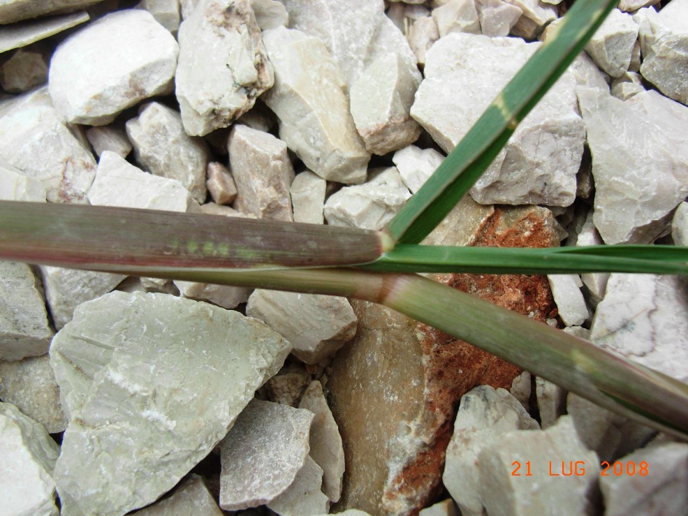 Cenchrus incertus /  Nappola delle spiagge